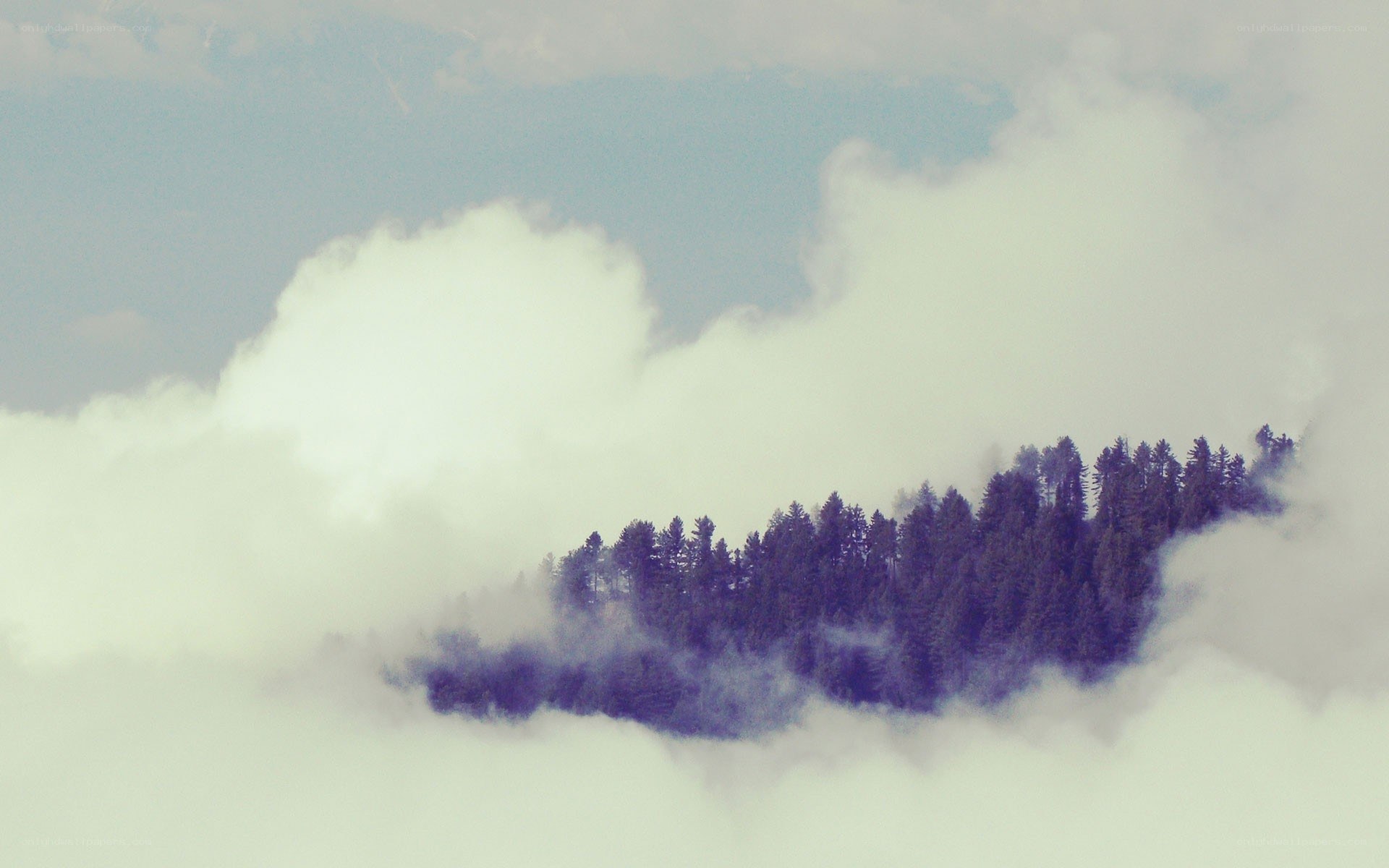 forest peak above clouds
