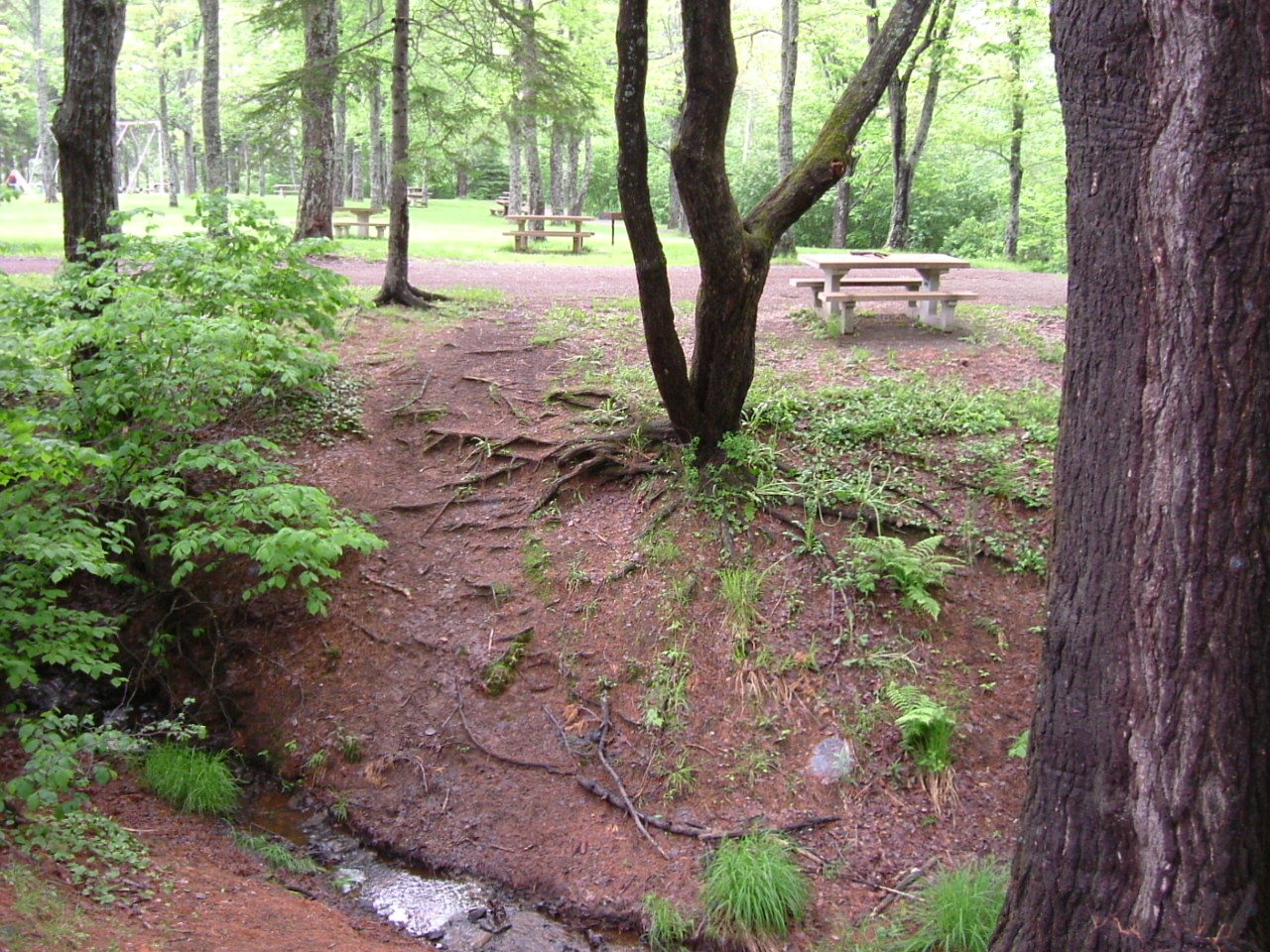 Forest picnic area with stream