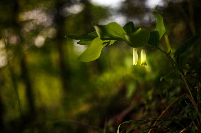 Forest plant with yellow flowers