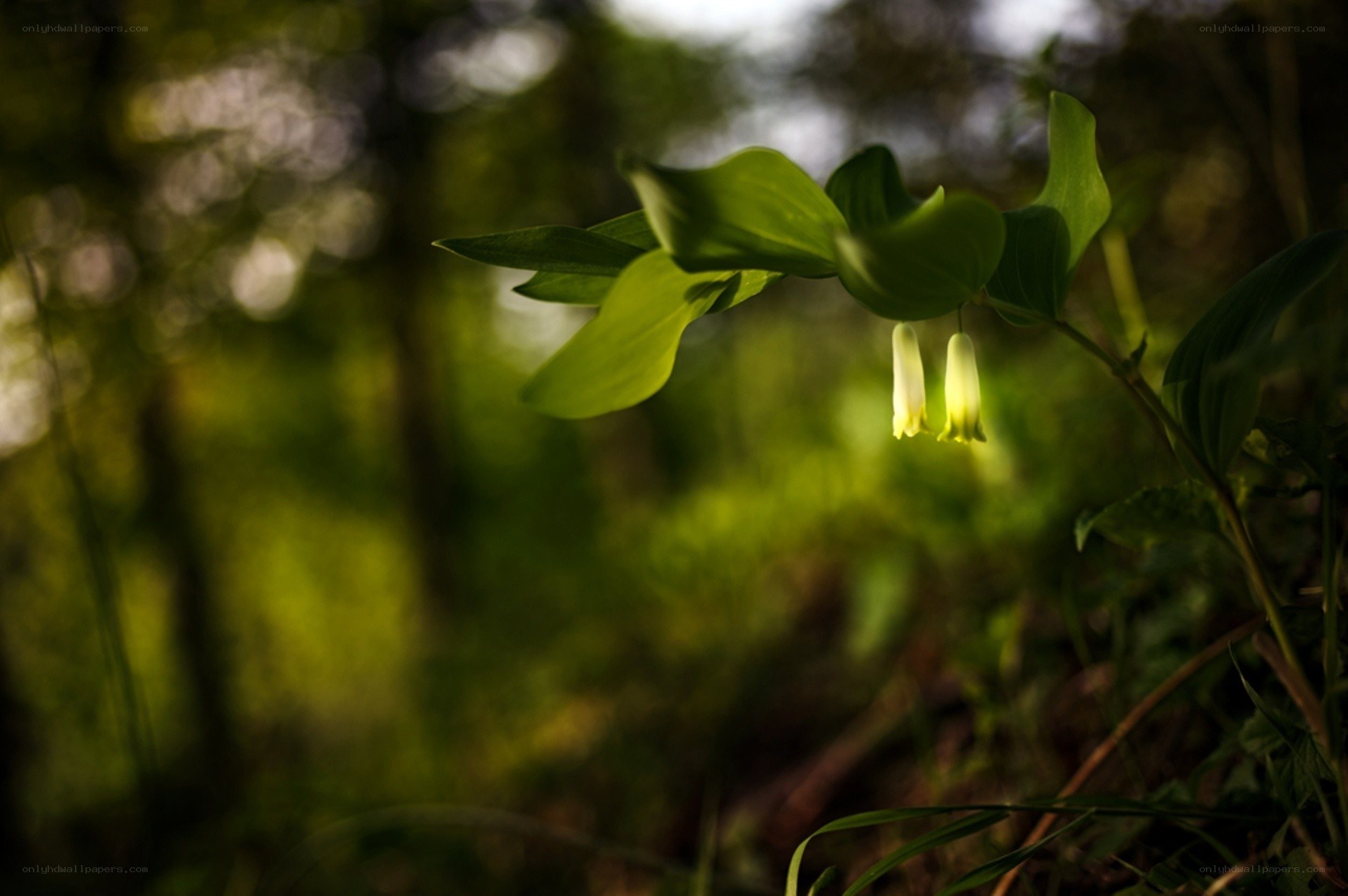 Forest plant with yellow flowers