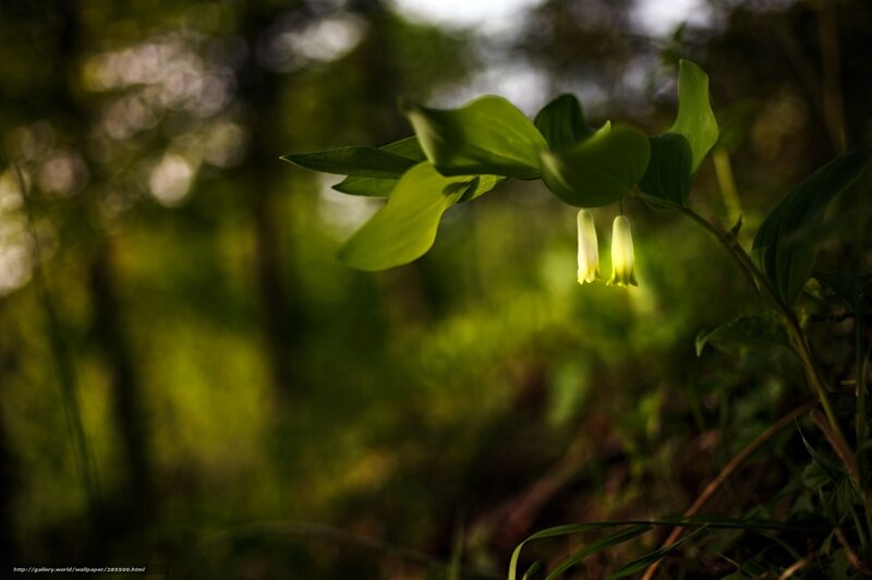 Forest plant with yellow flowers