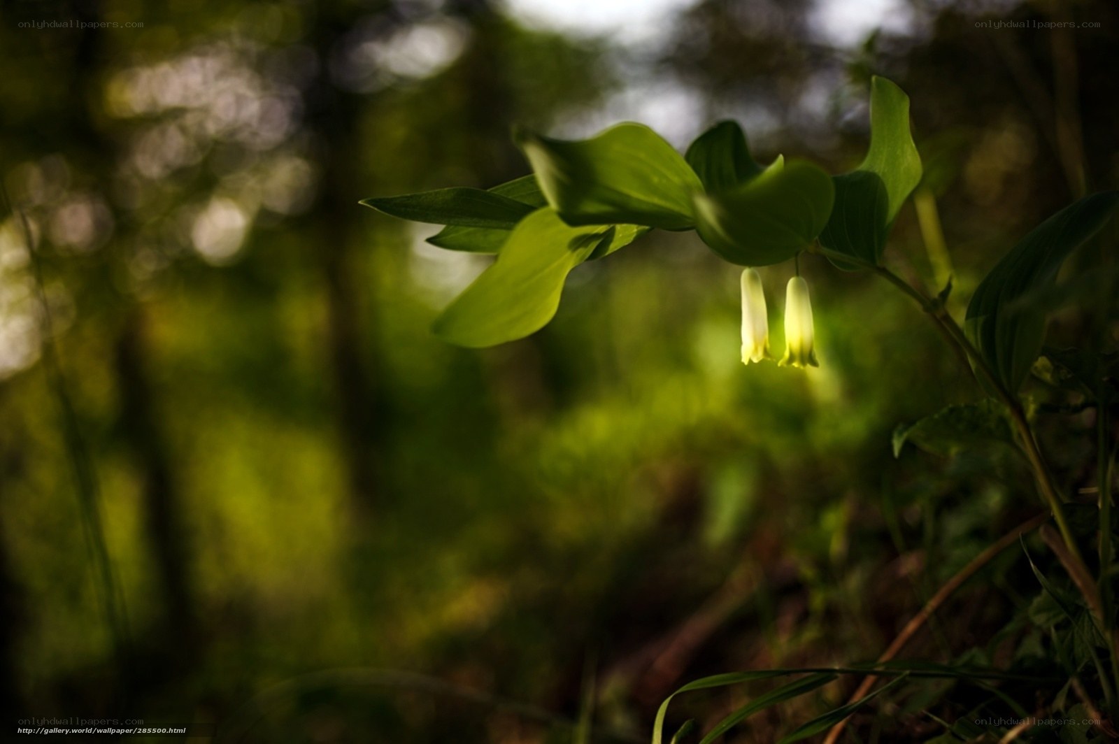 Forest plant with yellow flowers