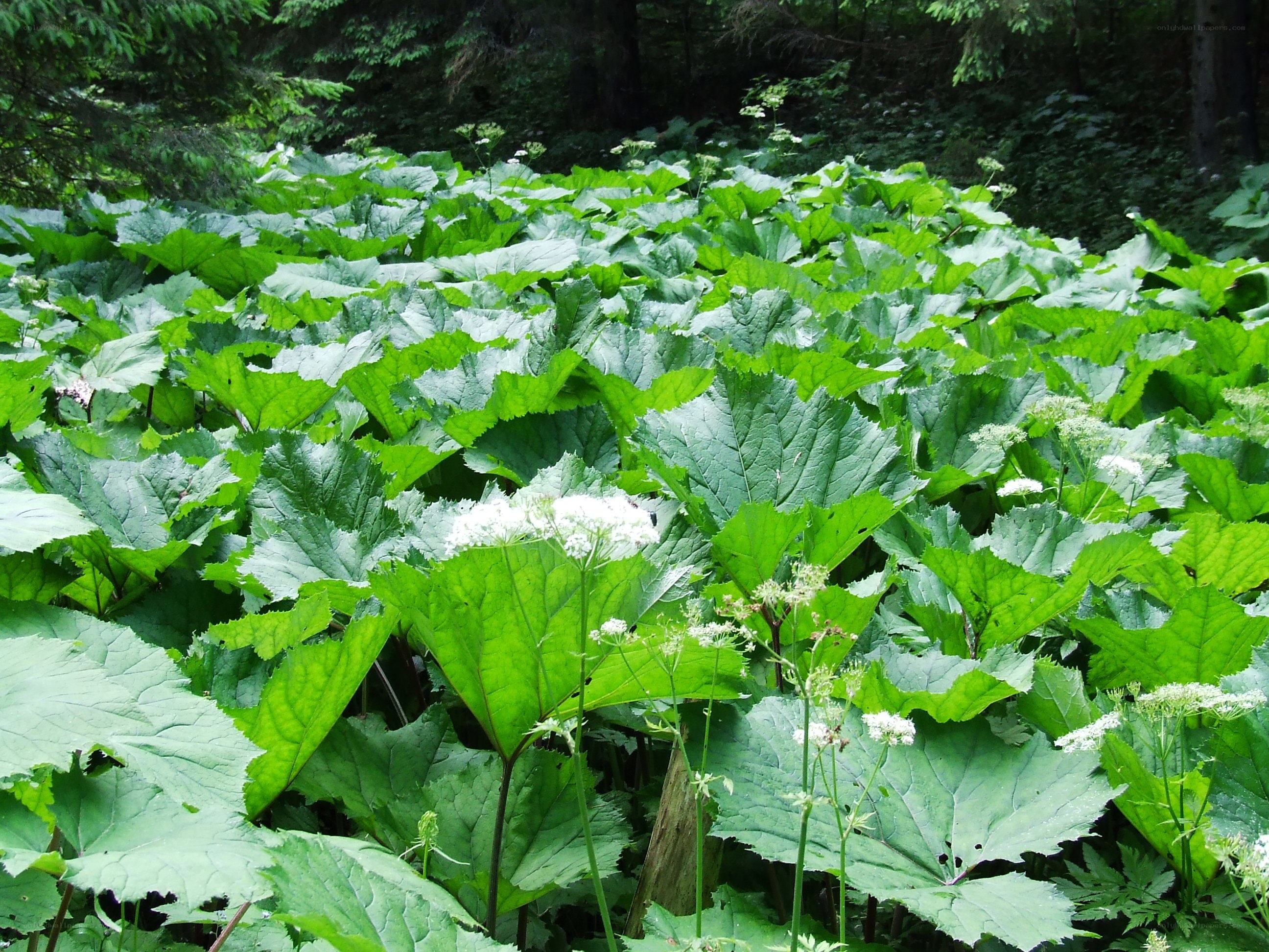Forest plants with white flowers