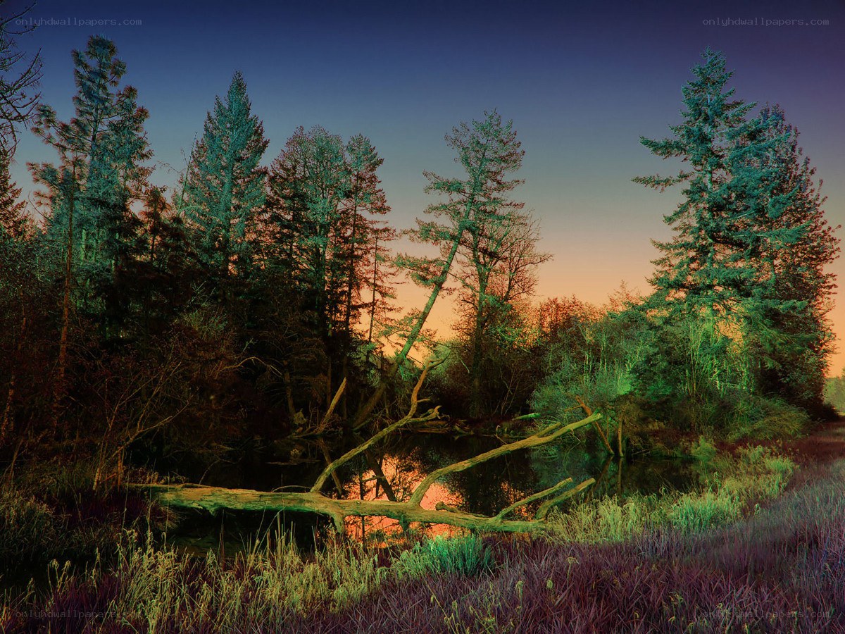 Forest pond at dusk