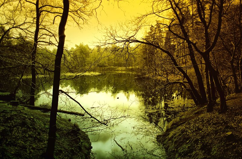 Forest Pond at Dusk — Yellow