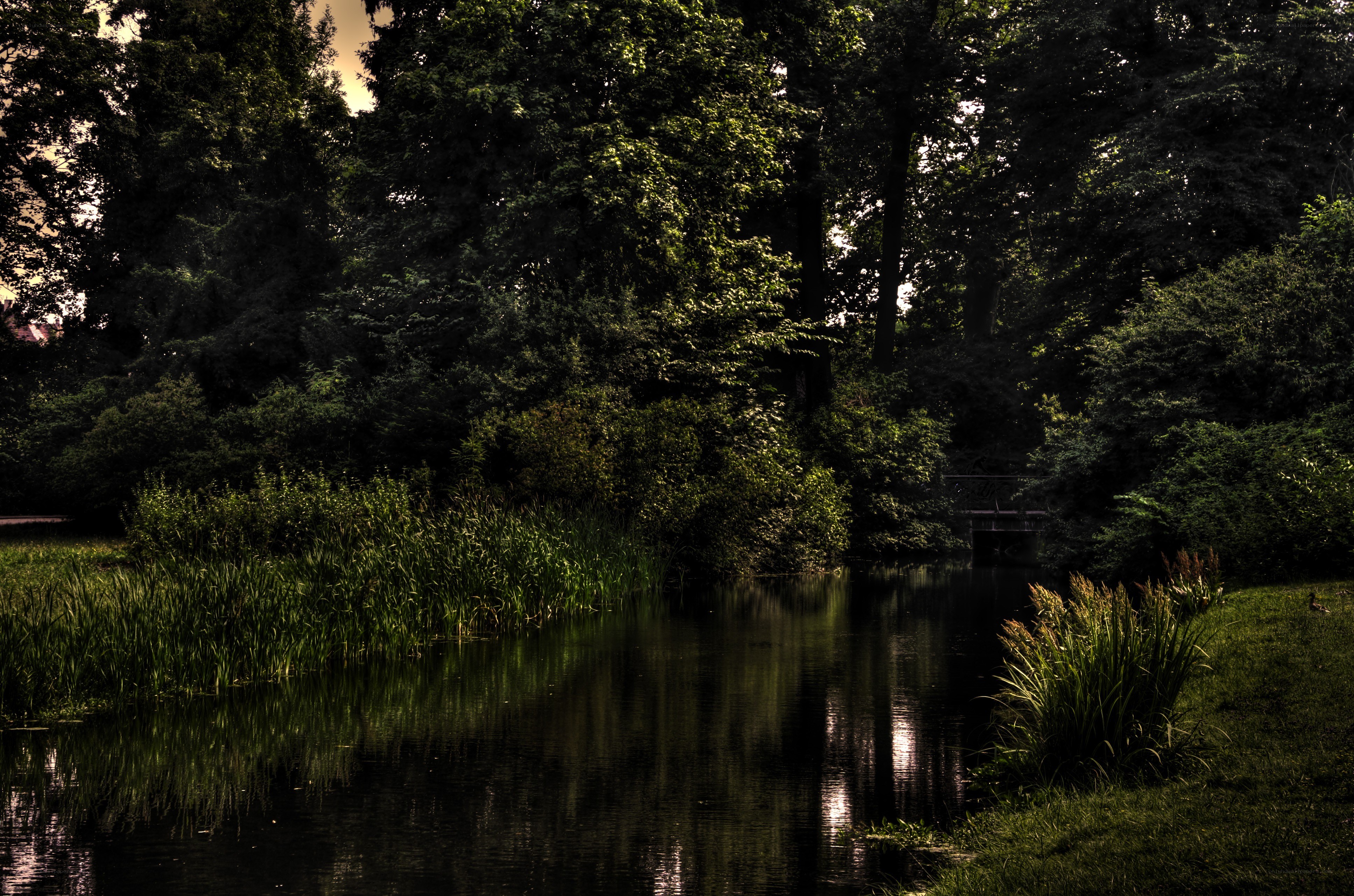 Forest pond at dusk