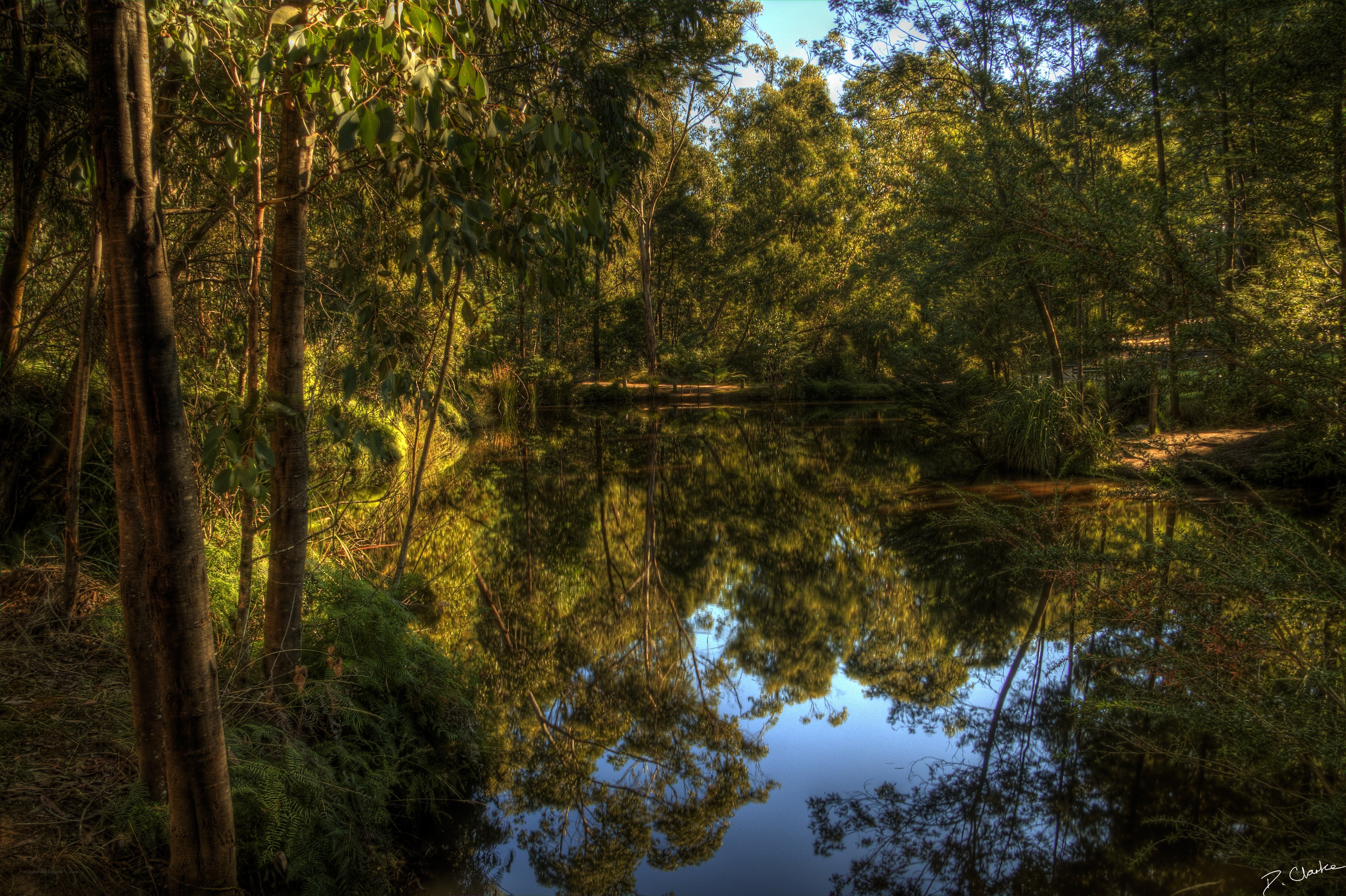 Forest pond at golden hour
