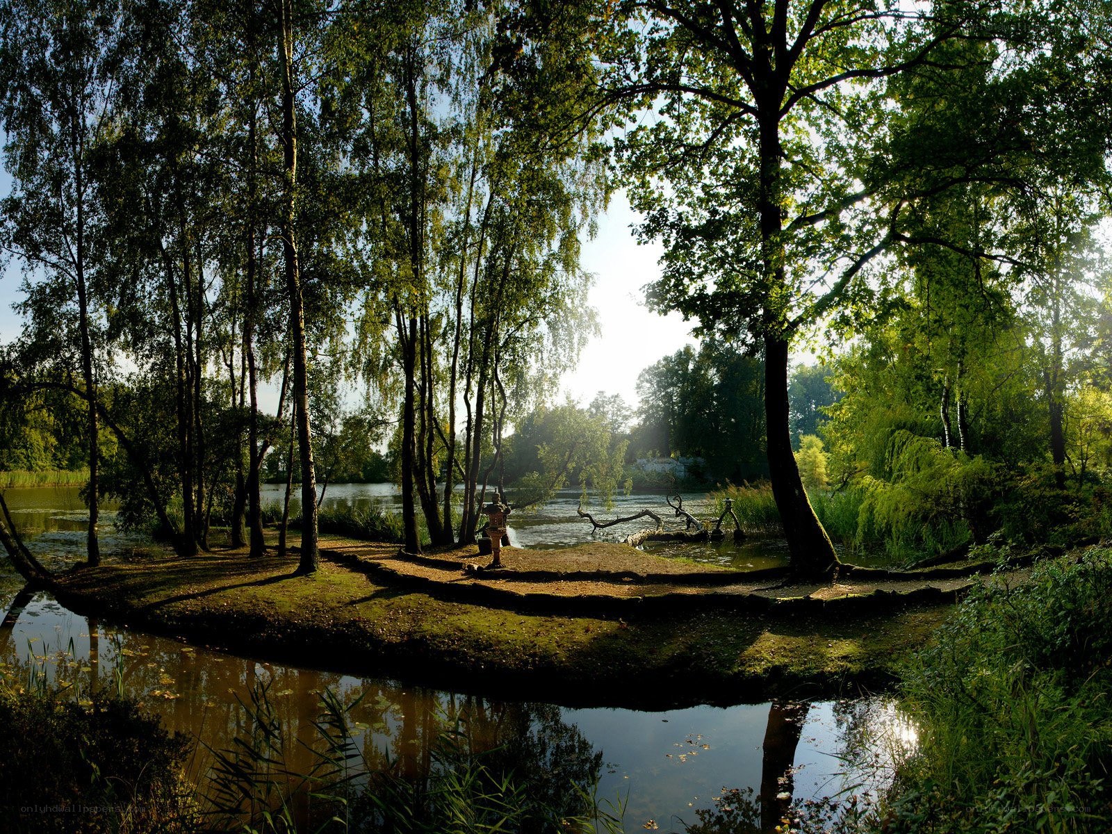 Forest pond at sunrise