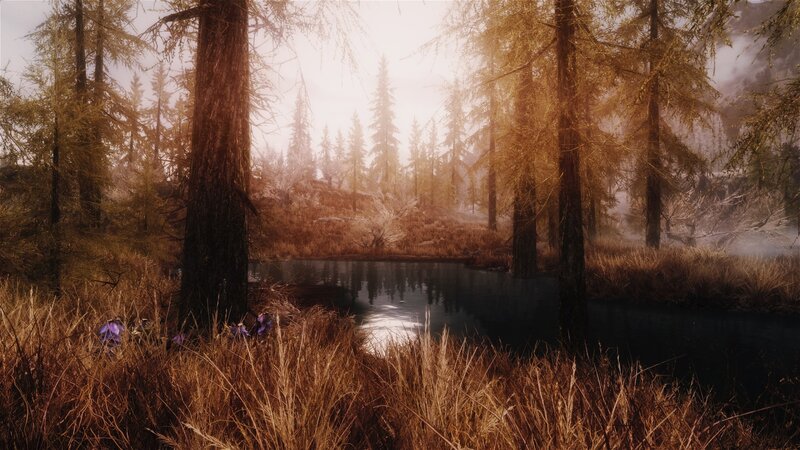 Forest Pond at Sunrise — Brown