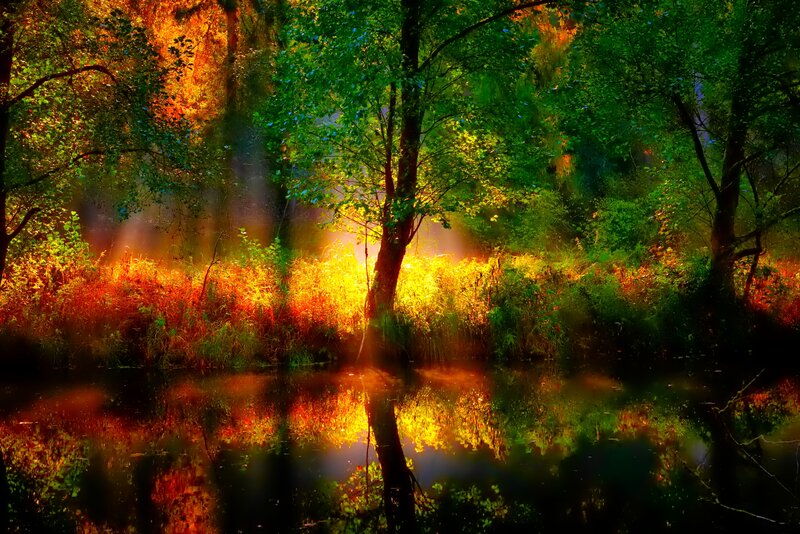 Forest Pond at Sunrise — Green
