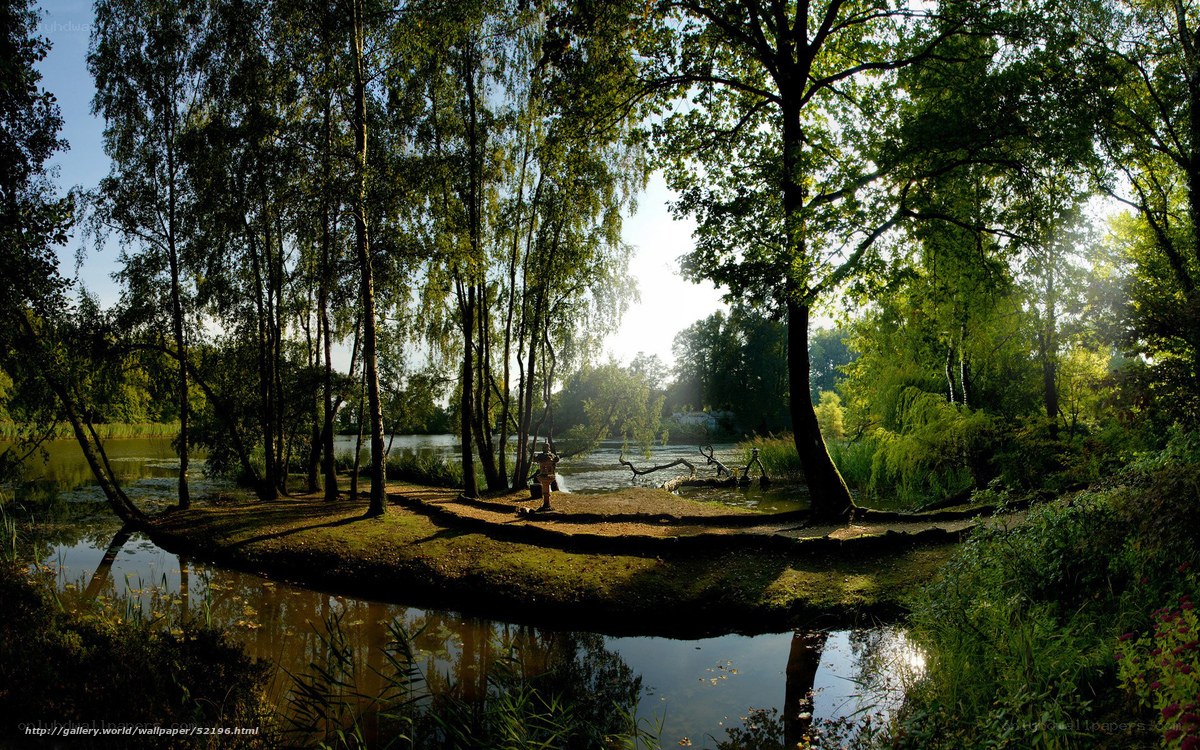 Forest pond at sunrise