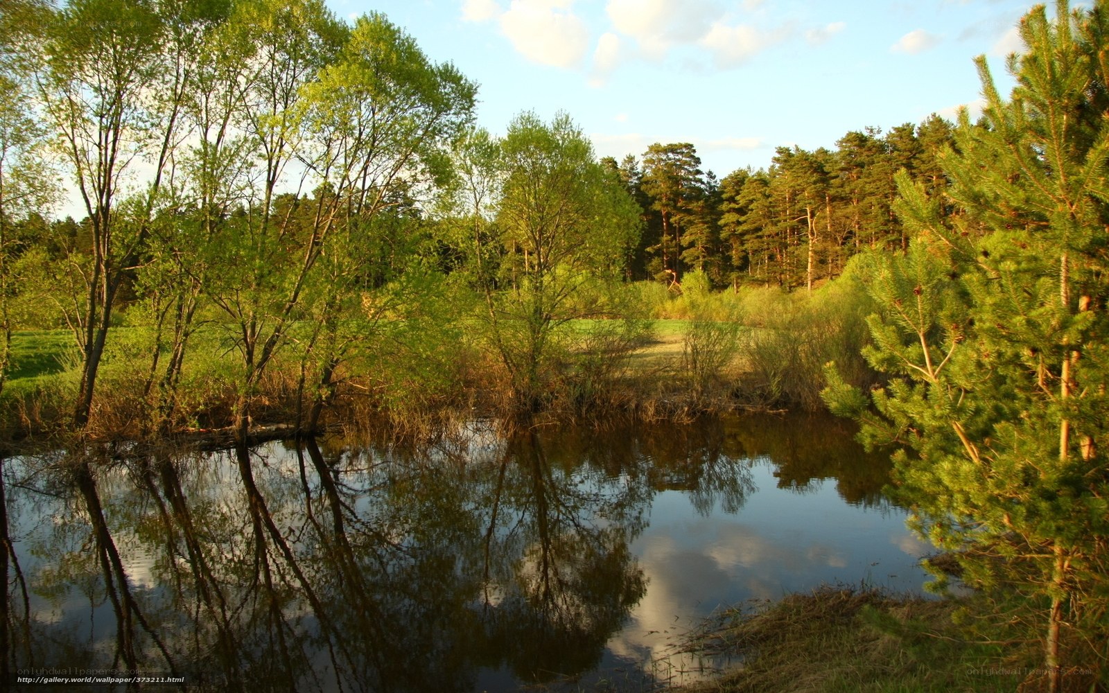 Forest pond at sunset