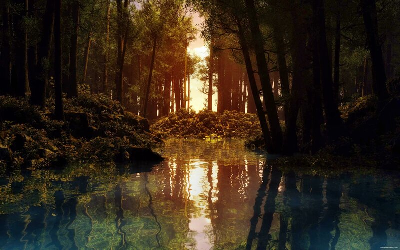 Forest Pond at Sunset — Green, Serene