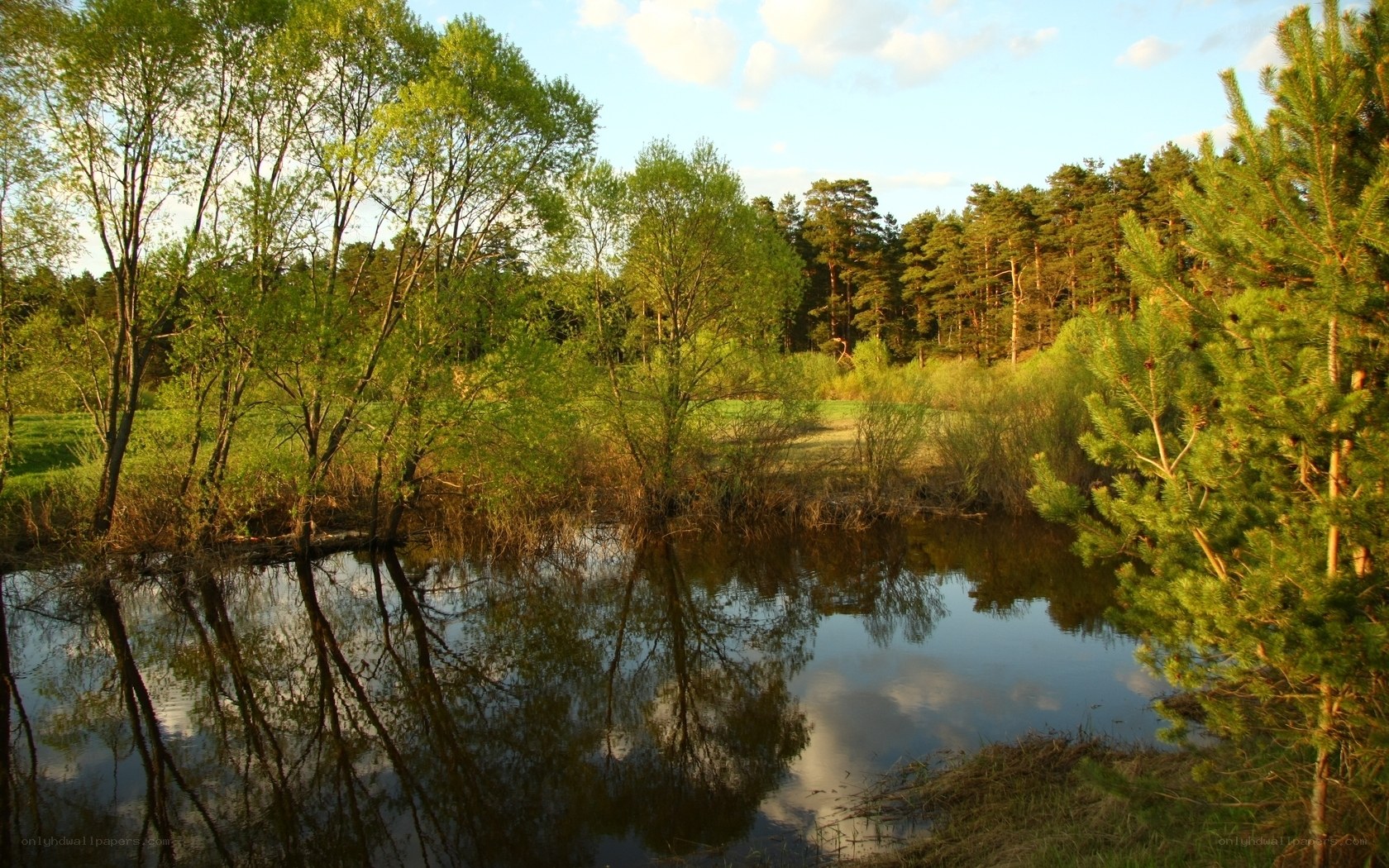 Forest pond at sunset