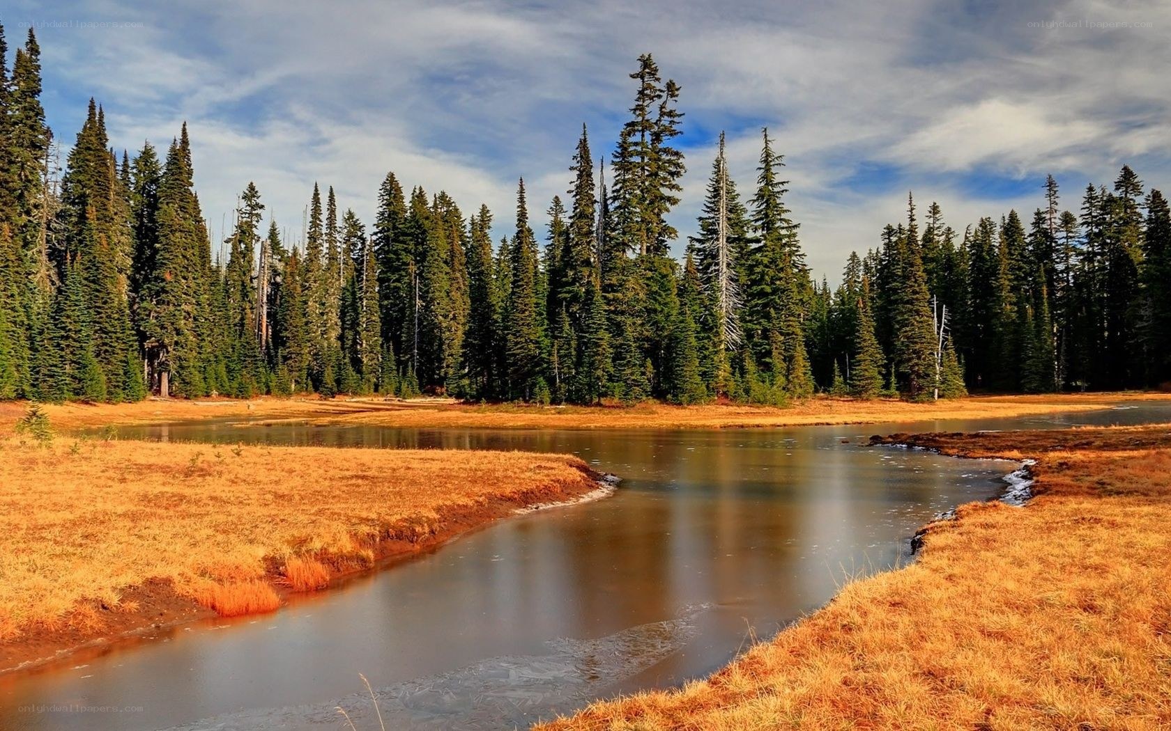 Forest pond in autumn