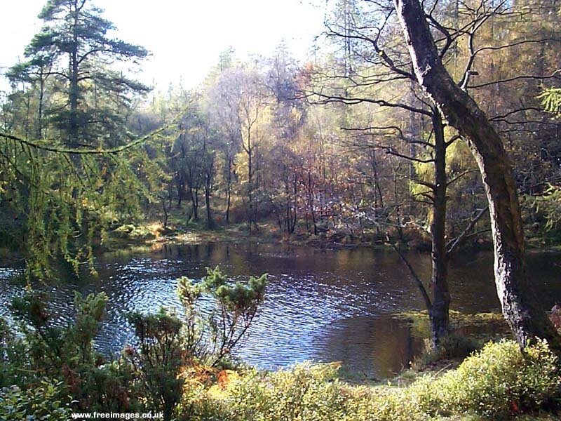 Forest pond in autumn