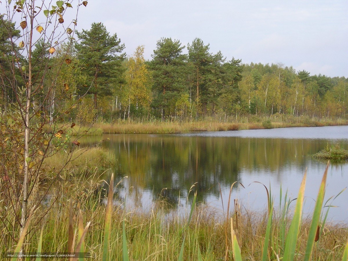 Forest pond in autumn