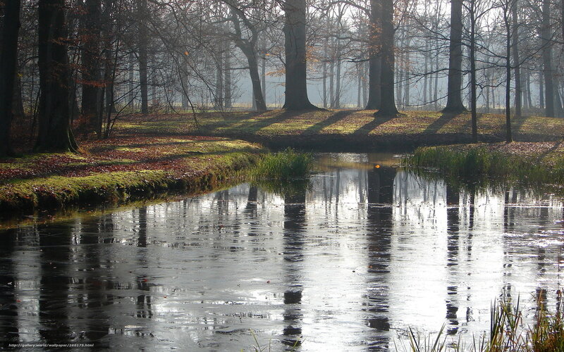 Forest pond in morning mist