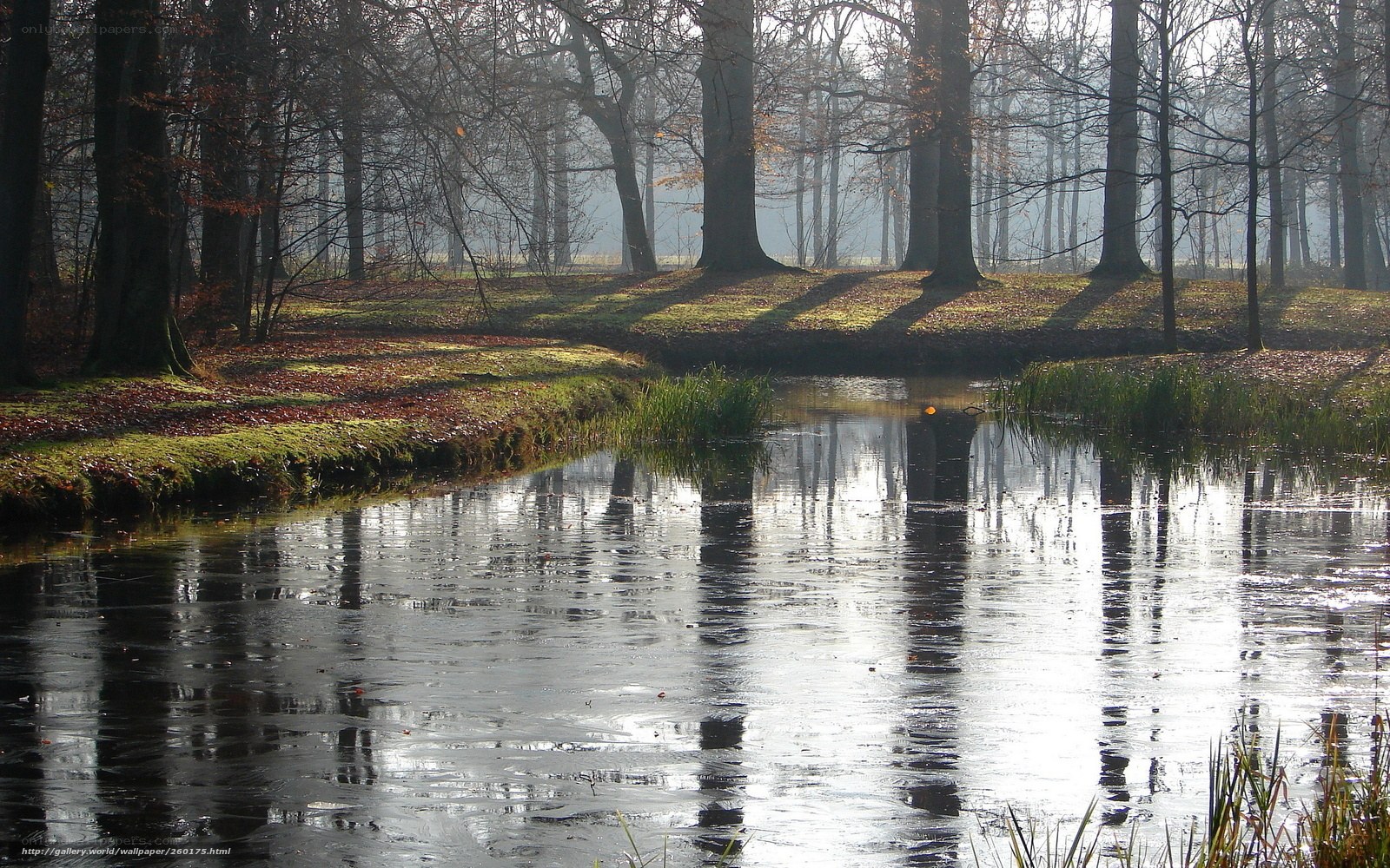 Forest pond in morning mist