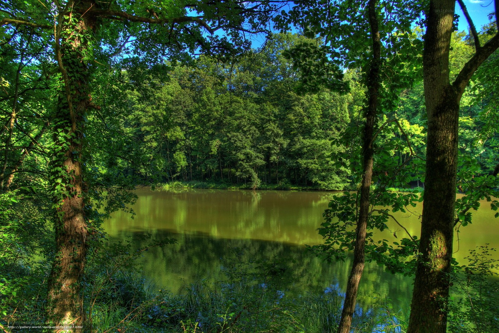 Forest pond in summer