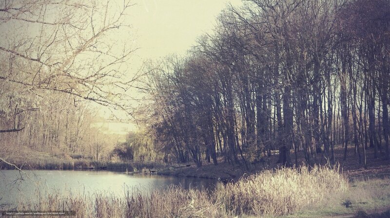 Forest pond in winter