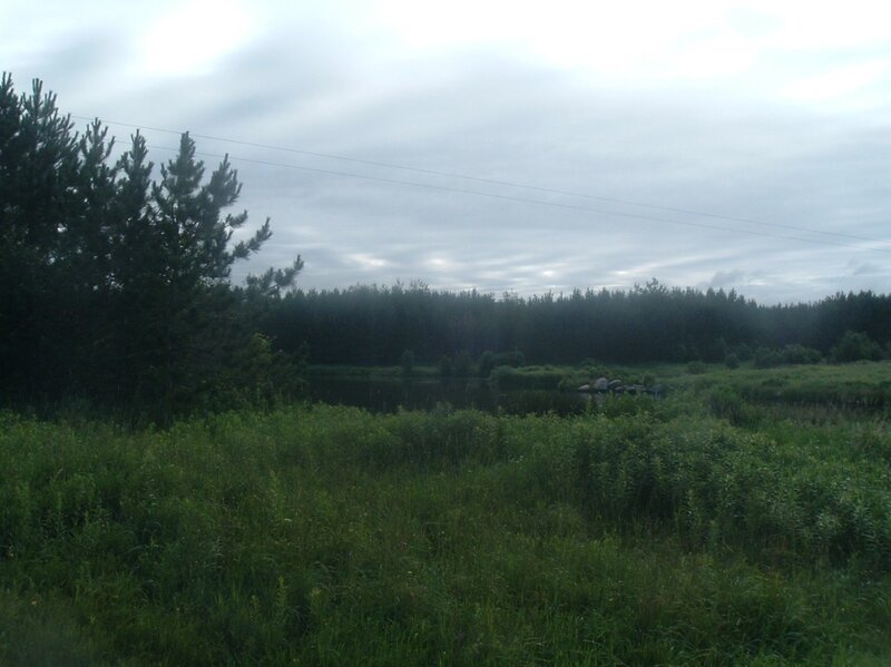 Forest pond on a cloudy day