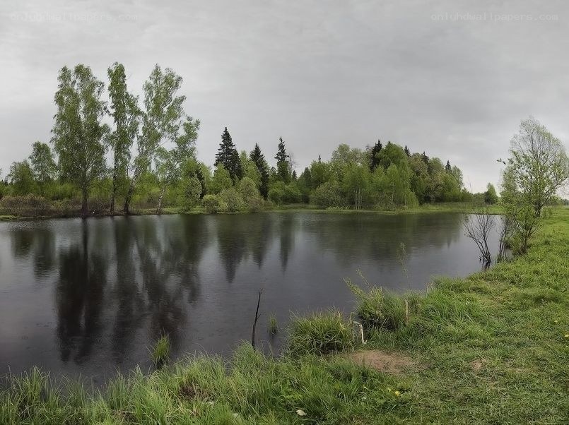 Forest pond on a cloudy day