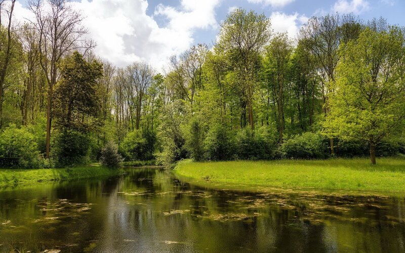 Forest pond on a sunny day