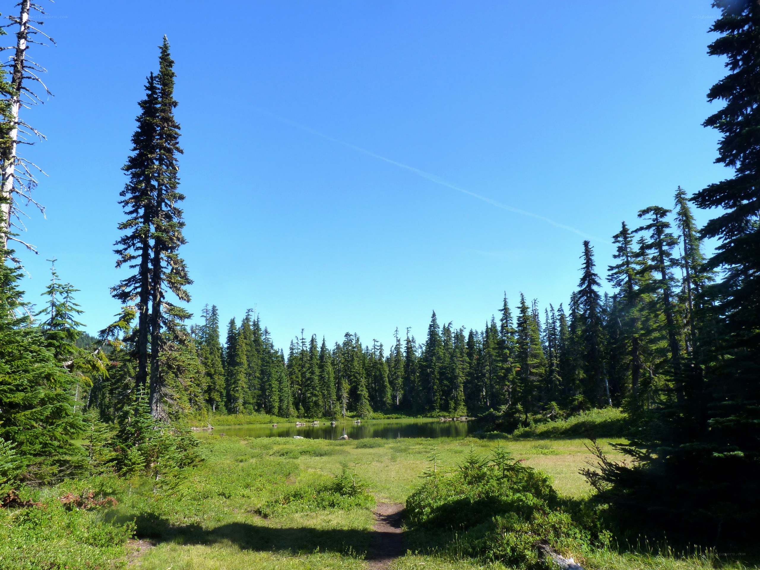 Forest pond on a sunny day