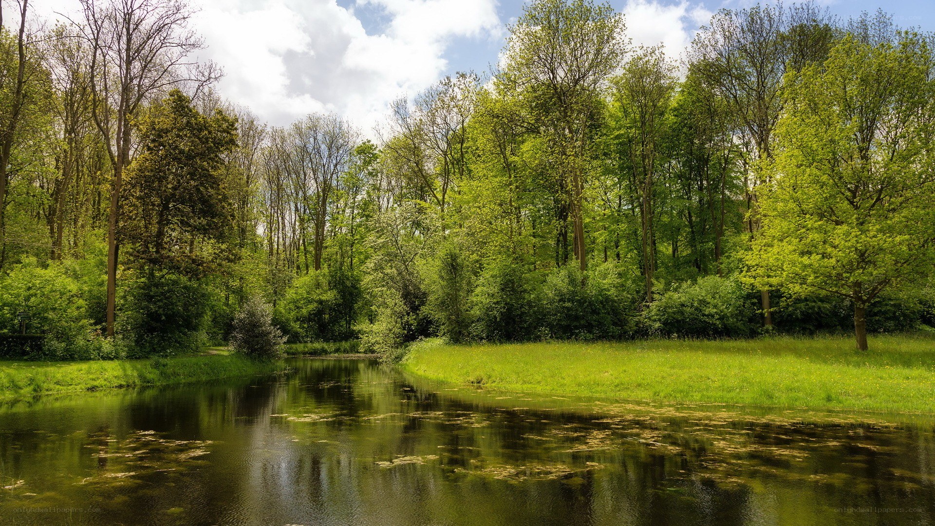 Forest pond on a sunny day