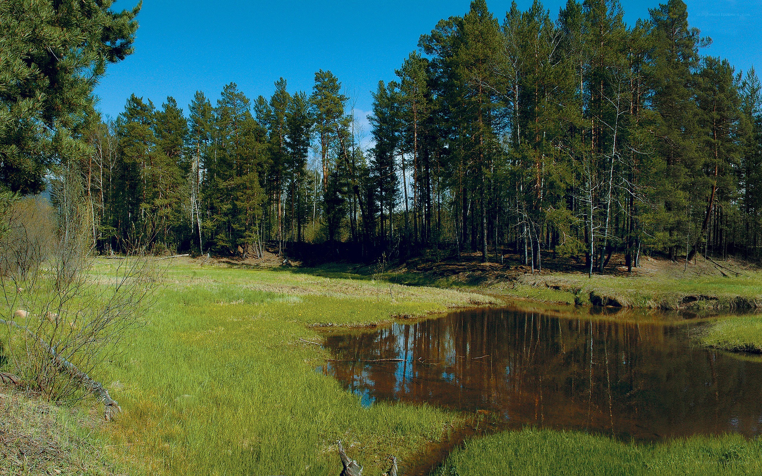 Forest pond on a sunny day