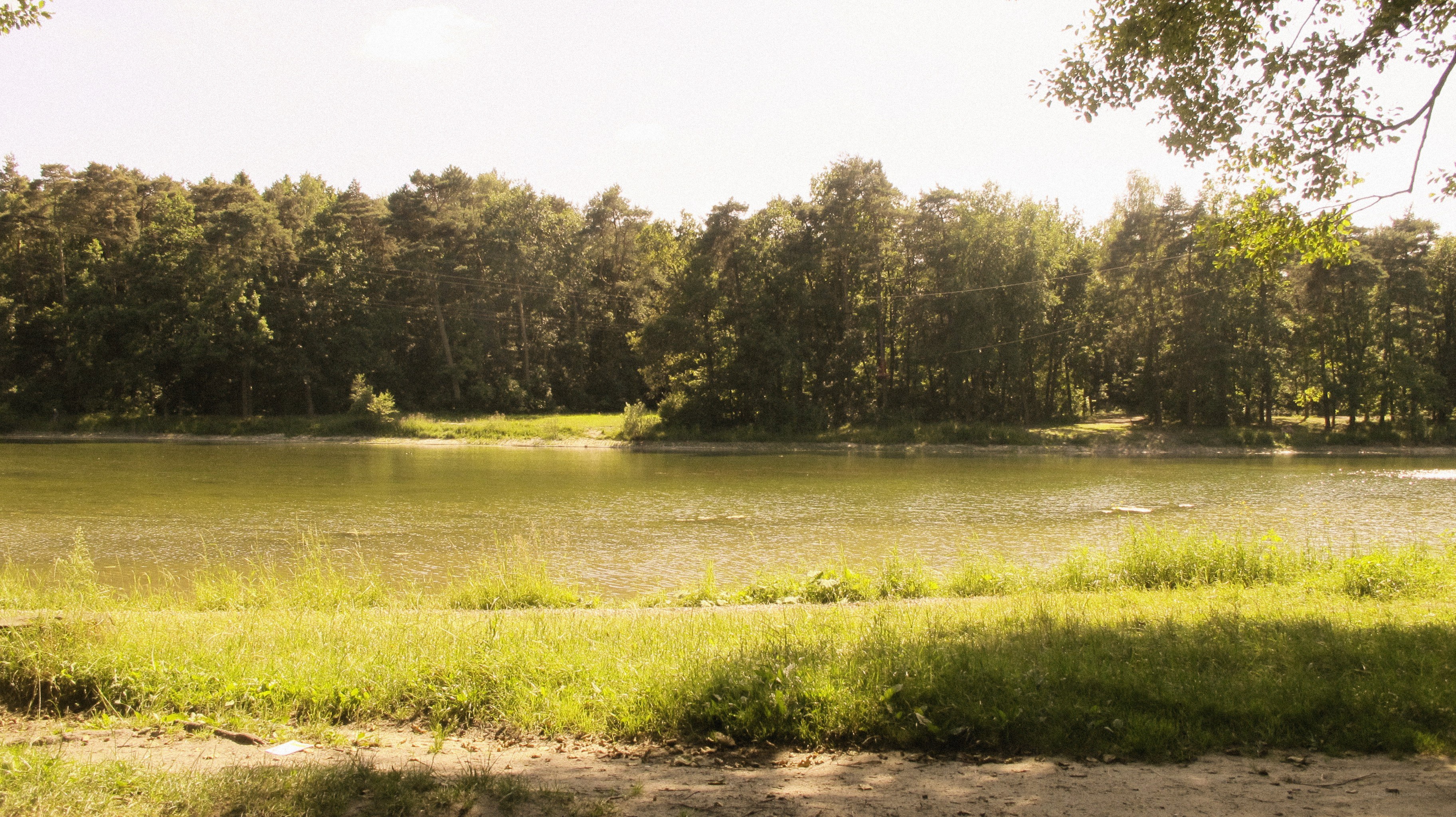 Forest pond on a sunny day