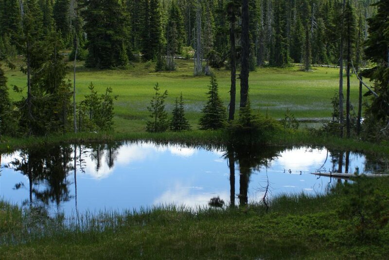 Forest pond reflecting sky