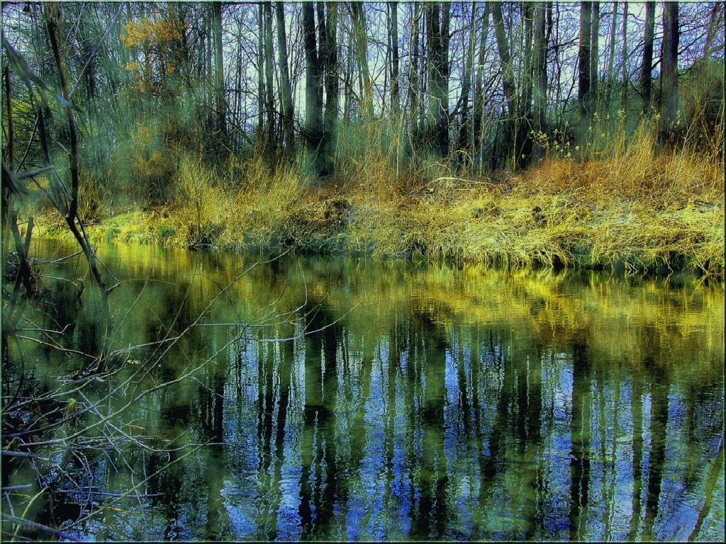 Forest pond reflection