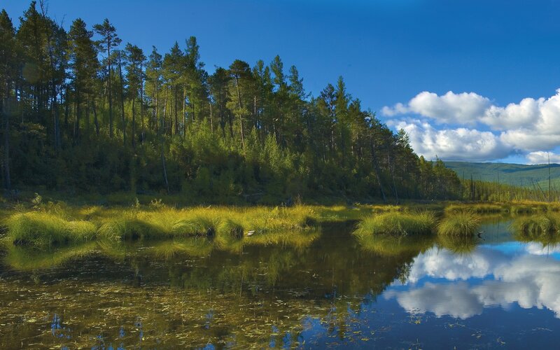 Forest Pond Reflection — Blue, Serene, Afternoon