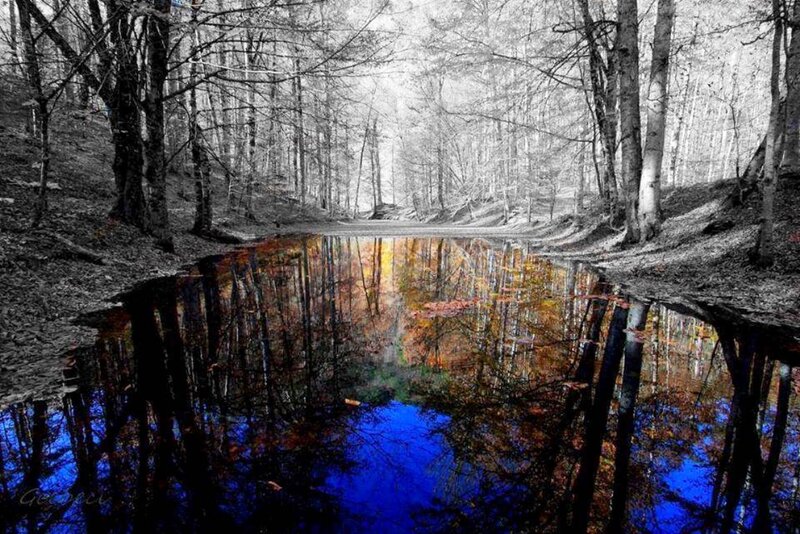 Forest Pond Reflection — Blue, Serene