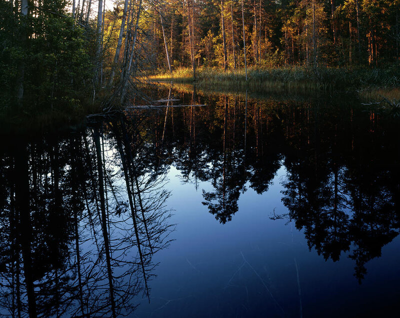 Forest Pond Reflection — Blue