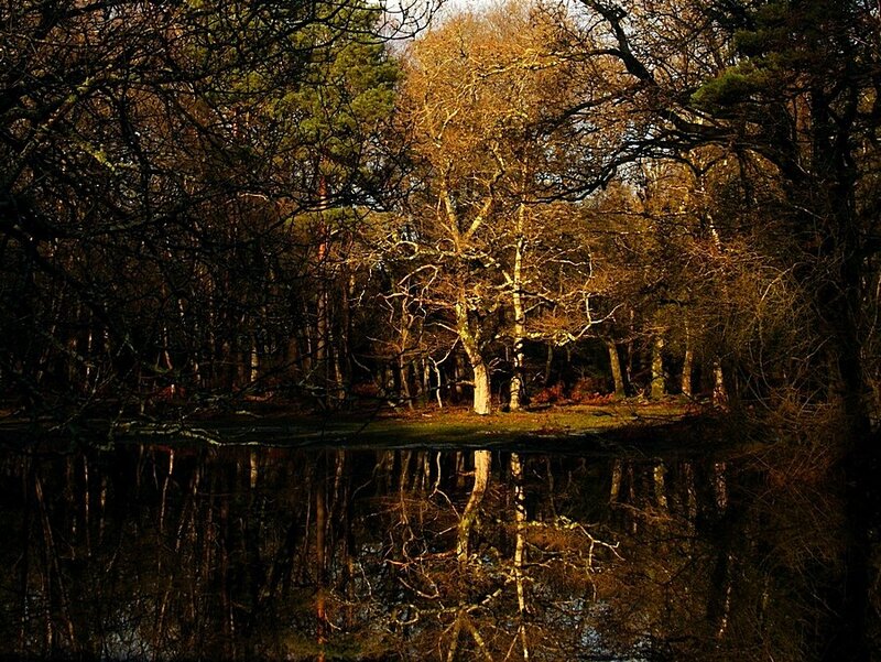 Forest Pond Reflection — Brown