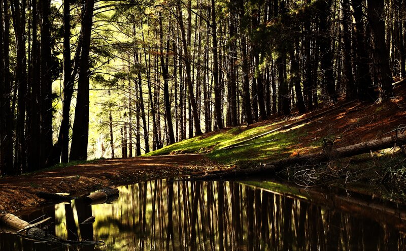Forest Pond Reflection — Green, Serene, Afternoon, Photograph, Trees, Path