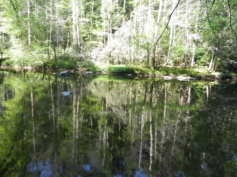 Forest Pond Reflection — Green, Serene, Afternoon, Photograph, Trees, River