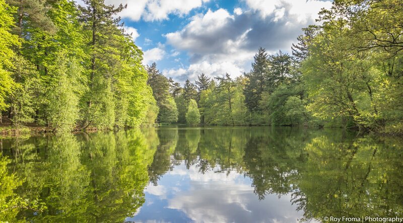 Forest Pond Reflection — Green, Serene, Afternoon, Photograph, Trees