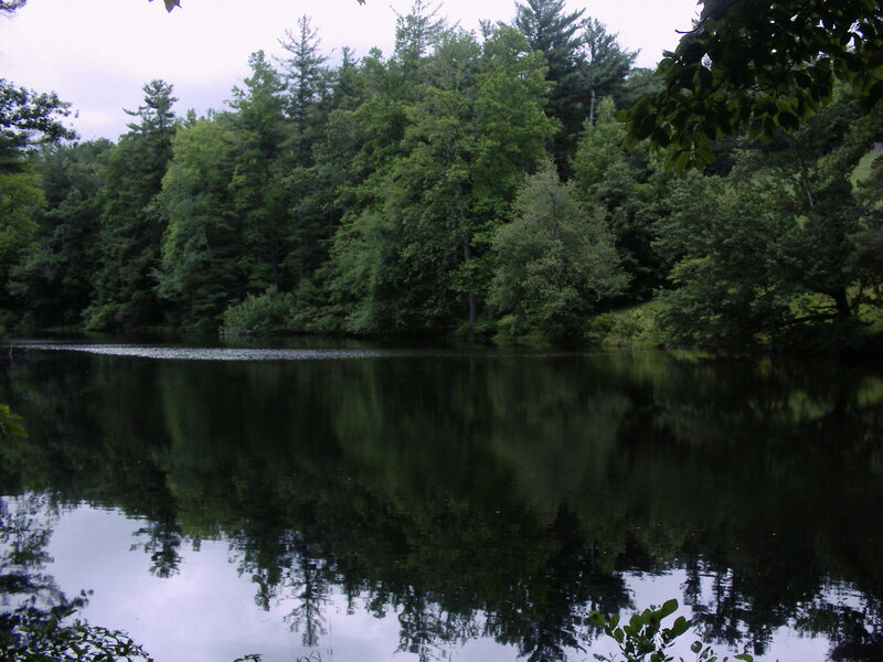 Forest Pond Reflection — Green, Serene, Afternoon