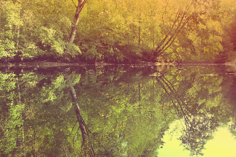Forest Pond Reflection — Green, Serene, Autumn