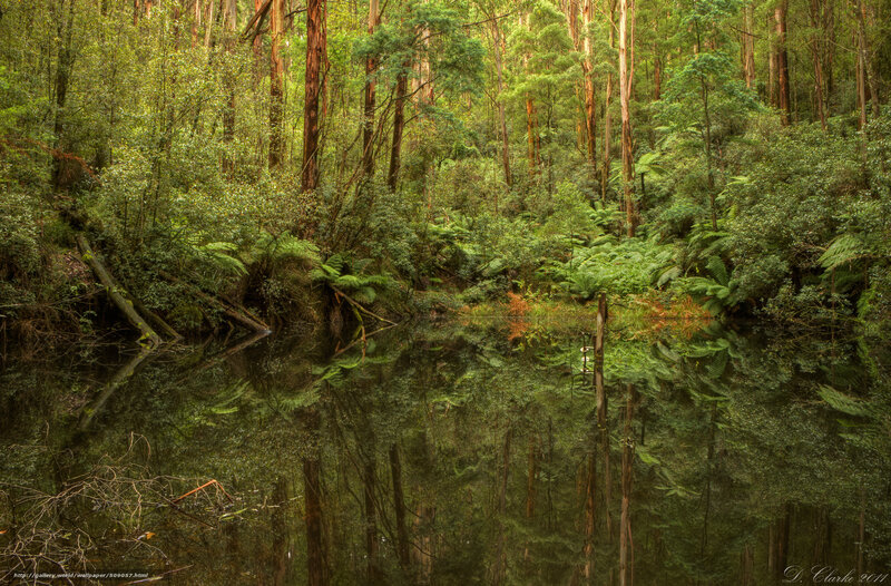 Forest Pond Reflection — Green, Serene, Photograph