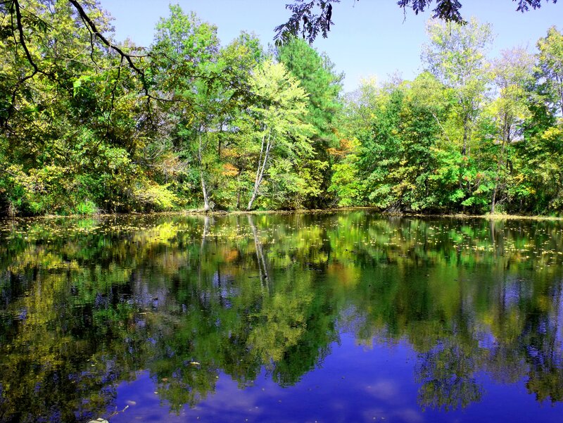 Forest Pond Reflection — Green