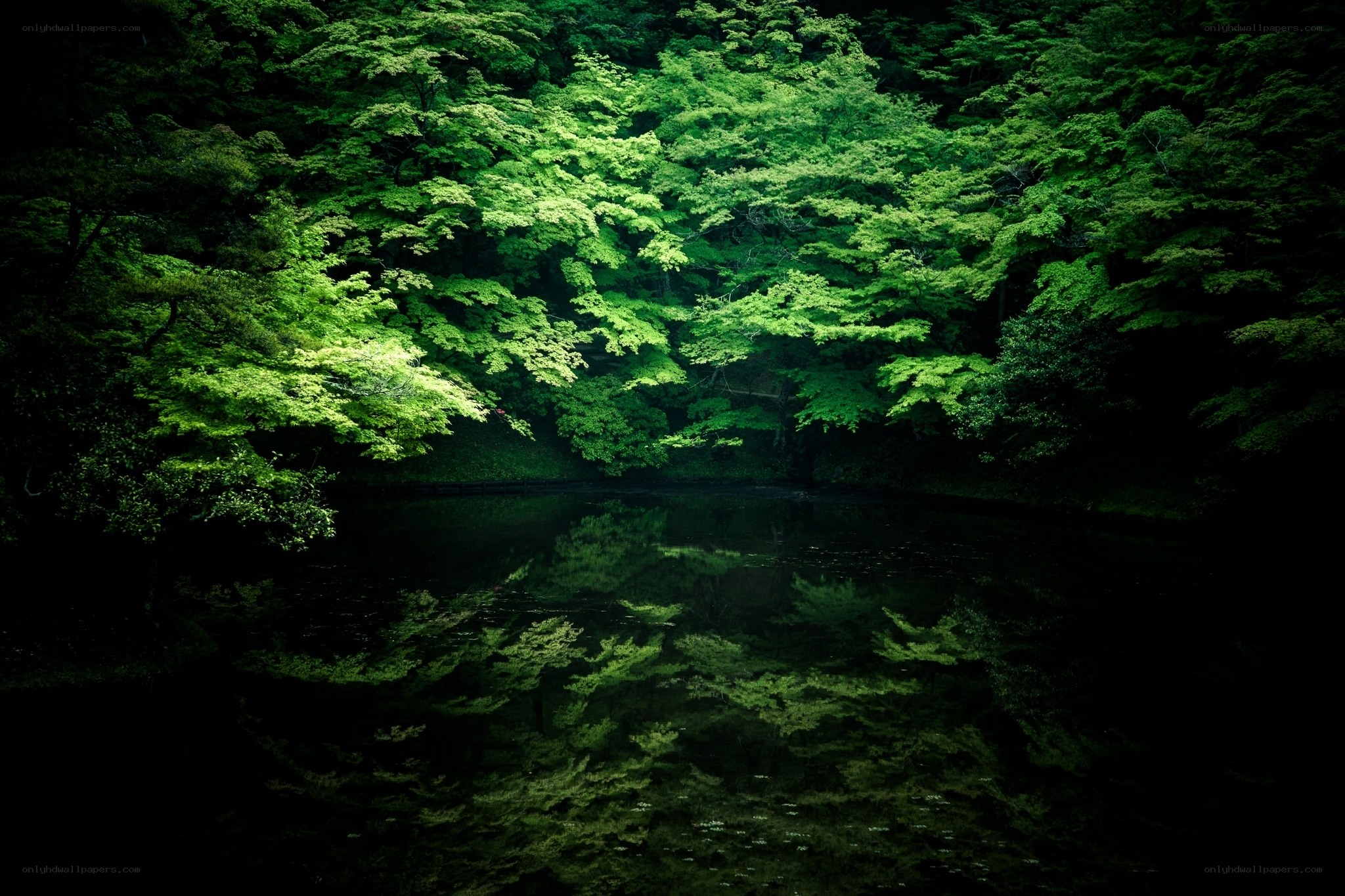 Forest pond reflection