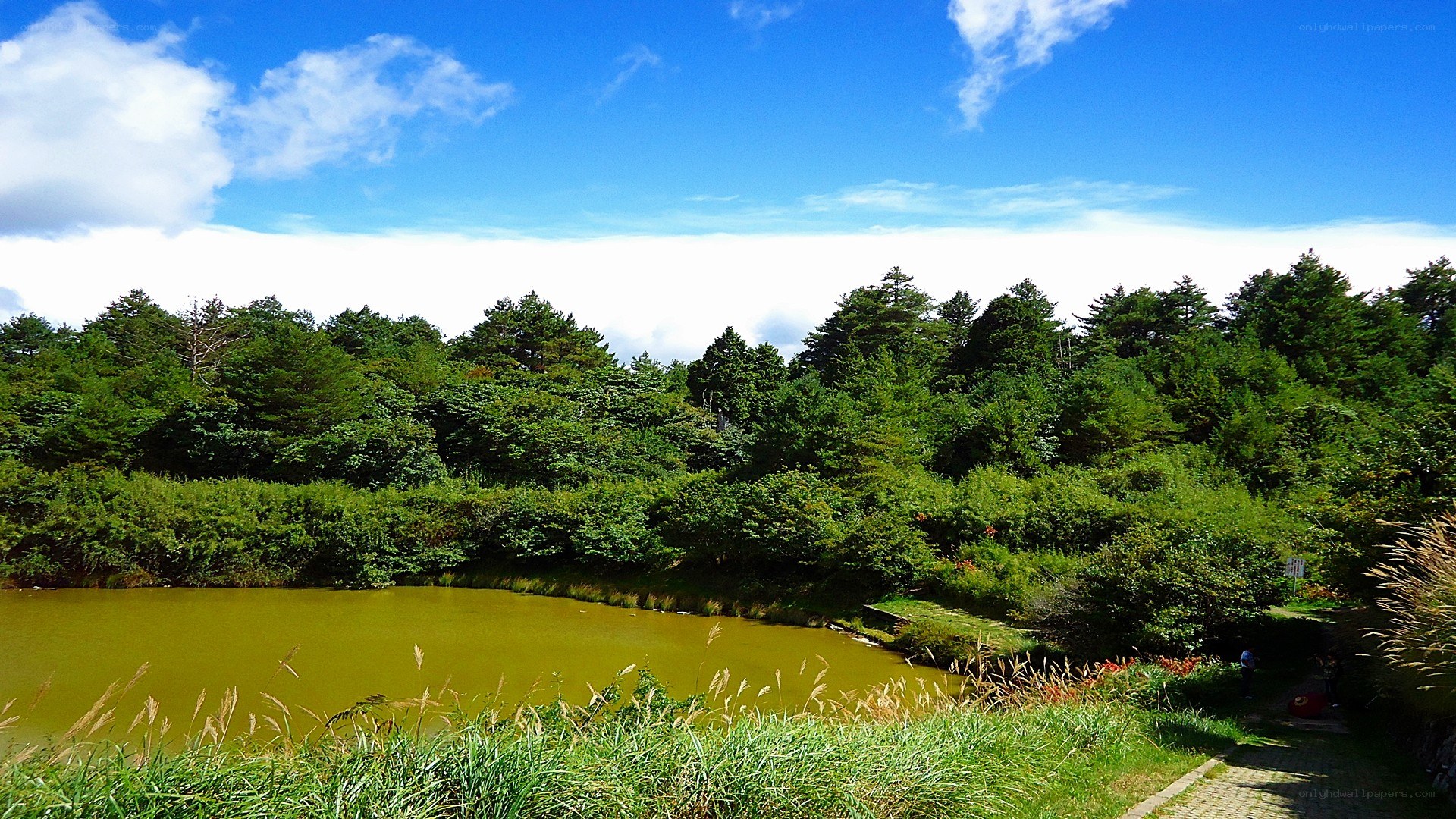 Forest pond under blue sky
