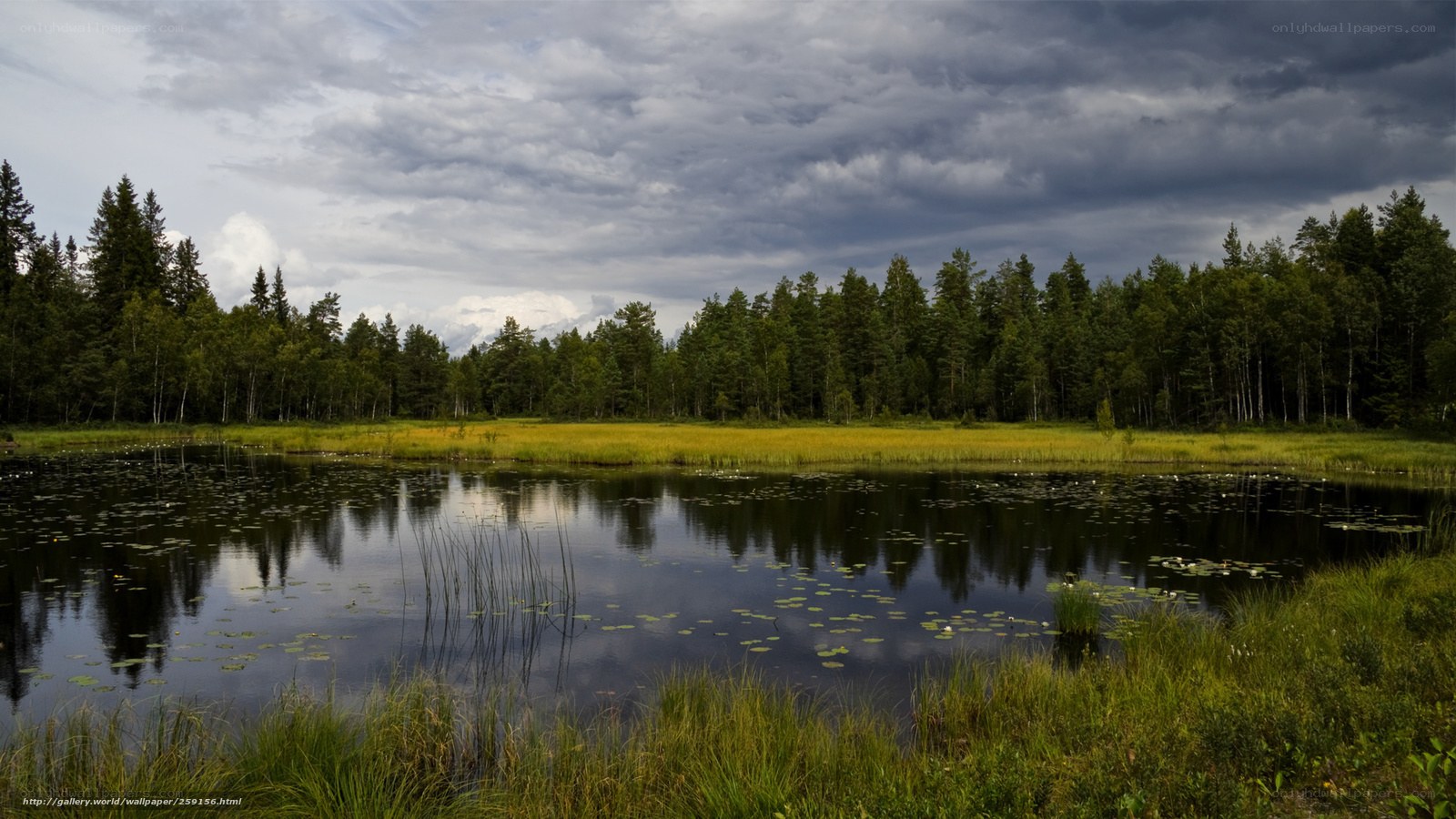 Forest pond under cloudy sky