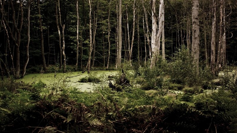 Forest Pond with Algae