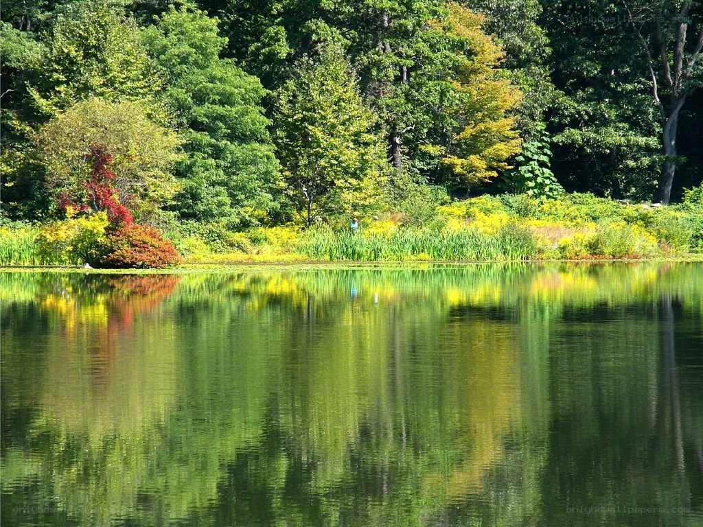 Forest pond with autumn colors